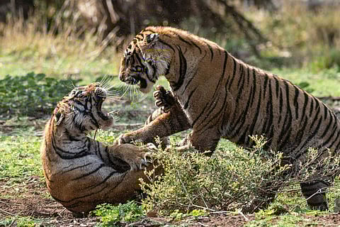 Legendary Tigers of India to premiere on August 15