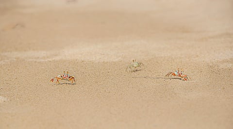 Common crabs you spot near beaches