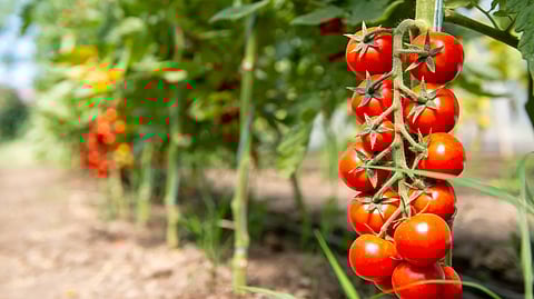 How to know when ripe veggies can be harvested?