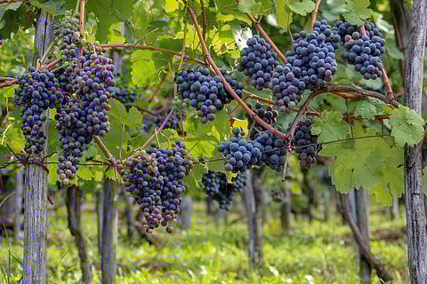 Are green, red and purple grapes different ?