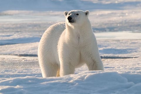 5 best cold wildlife experiences in the world