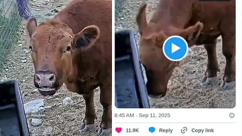 Winnie the cow on twitch