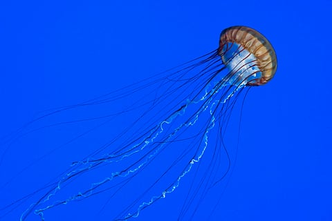 Jellyfish stings can be deadly if not treated immediately