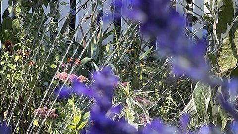 Why mornings and evenings matter in your garden routine