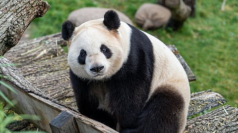 Hong Kong launches a Panda-themed immersive event across India!