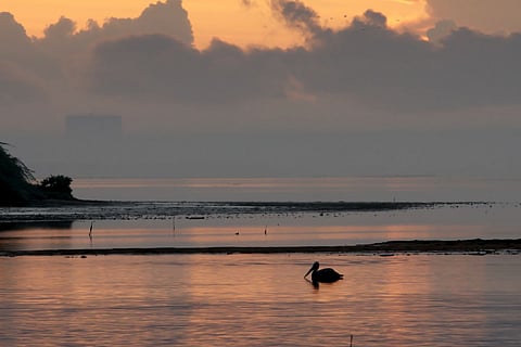 A still from Wild Tamil Nadu