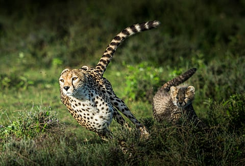 Now experience India’s first cheetah safari at Kuno, Madhya Pradesh