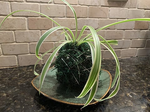 Turn your houseplants into sculptural art with this simple technique