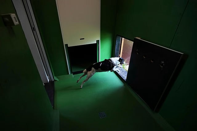 How Rome’s Fiumicino Airport is making pet travel easier