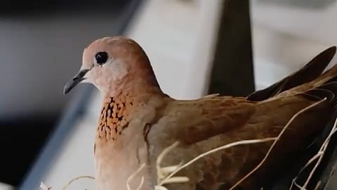 When the Dubai crown prince cordoned off his Mercedes because it had nesting pigeon