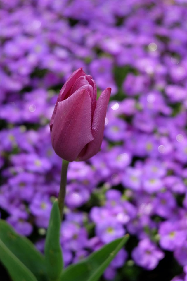 Easy steps to get your home garden winter ready