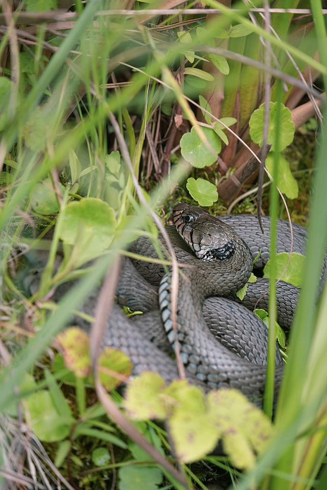 How to handle snake encounters while camping