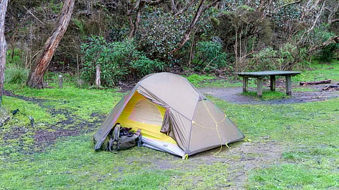 Snake encounters at camps