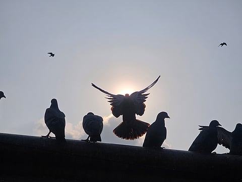 Delhi artists exhibit the art of smartphone photography