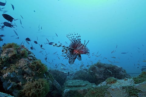 With Wild Tamil Nadu, filmmaker Kalyan Varma takes us deep into the forests, coasts, and deserts of the state, guided by Sangam poetry