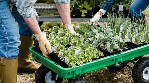 Checklist for indoor greenhouse