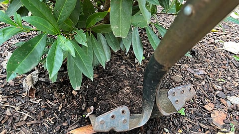 How to replant wisely for a healthier, thriving garden