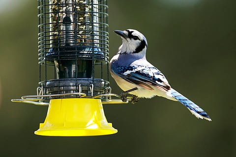 How to turn your garden into a haven for birds