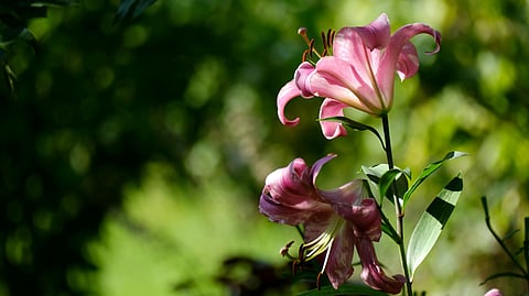 Plant fertilisers in winter: Are they safe?