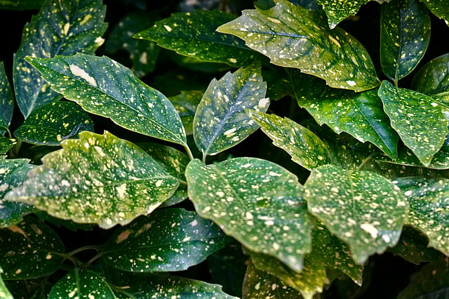 When to stop using plant fertilisers in winter?