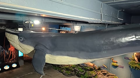 Here's a whale you cannot miss at the BITM Kolkata Gallery
