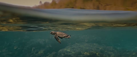 Turtle Walker to open India’s premier environmental film festival, ALTEFF, with a powerful conservation message