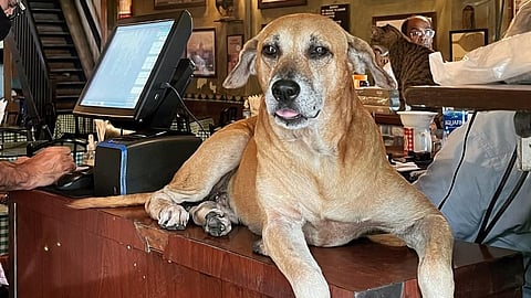 Julu, the resident pet of Brittania and Co