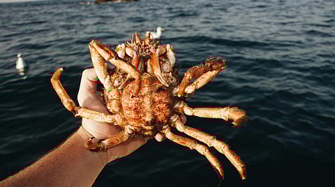 Keep these 8 hacks in mind for your crab catching adventure