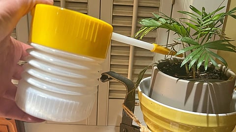 A plant lover’s guide to stopping pests before they spread