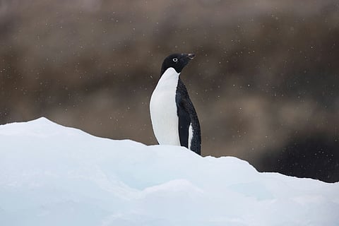 Why is the 'Penguin walking away from its colony' currently trending?