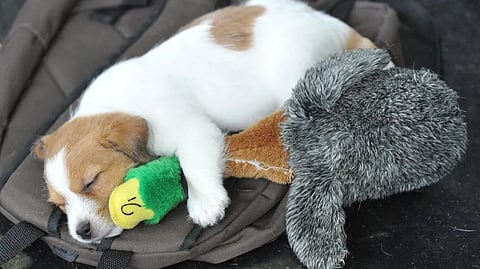 The science, myths and moods behind music for dogs