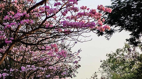 Mumbai gets its own cherry blossom
