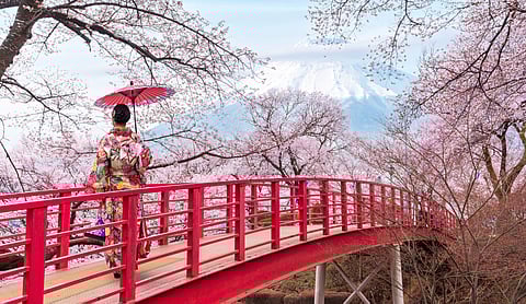 How Japan's Cherry Blossom incident serve as a lesson for tourist conduct?