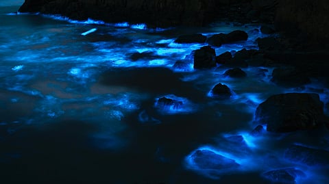 Blue waves notice at the Mumbai Juhu beach