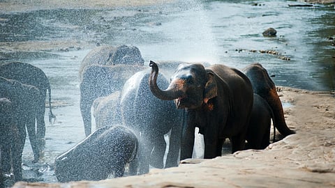 Want to see elephants in their natural habitats? This place is just 5 hours away from Kolkata