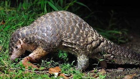 Bengal to get first Pangolin breeding centre; India, its second