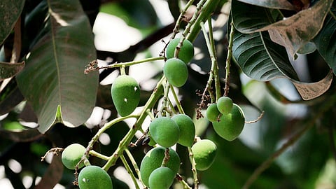This Kochi-based startup lets fruit lovers rent an entire trees for the season