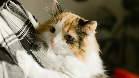 Amid evacuations, India eases norms to bring home pets from conflict zones in Middle-East and West Asia