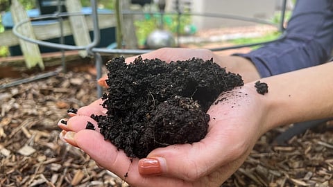 Why better soil matters more than the plants themselves