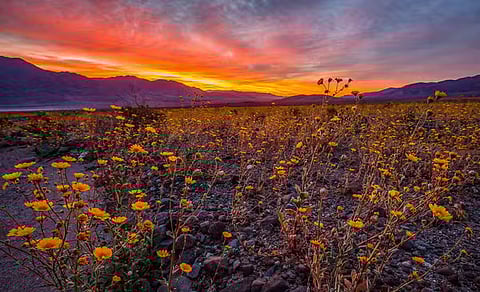 A superbloom has emerged in Death Valley following unprecedented and heavy rainfall