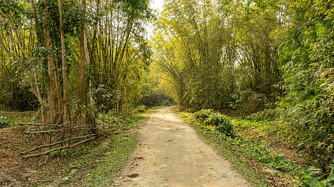 Does Bengal have a forest of crabs? All about visiting Kakrajhor