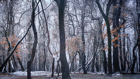 Six years, 39 frames: Srinivasan Periathiruvadi’s Kashmir comes to Chennai