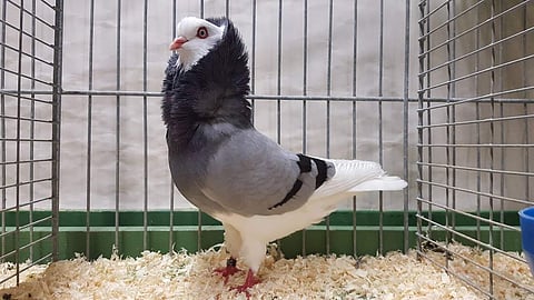 Fancy pigeon competition to be held in Thrissur