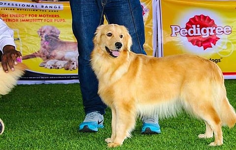 Paws a moment- 124th and 125th Ooty dog show begins today