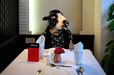 Where is the travelling cow going next?