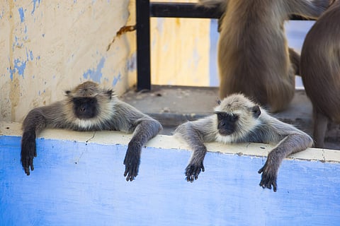 Go Earth Live: real-time wildlife from around the globe