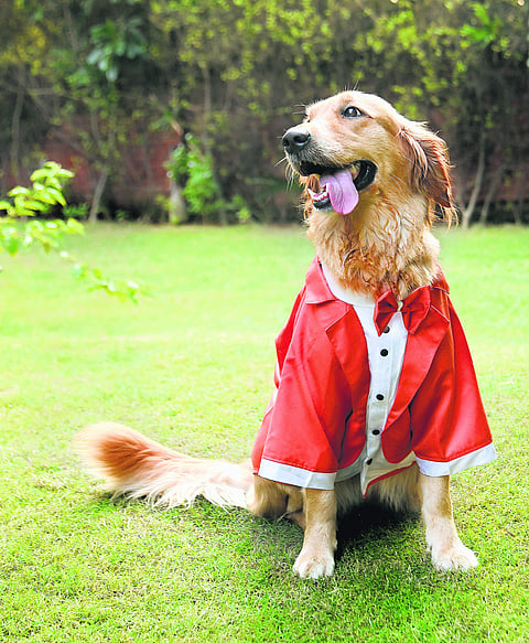 6 pet products we love from the new Heads Up For Tails in Chennai