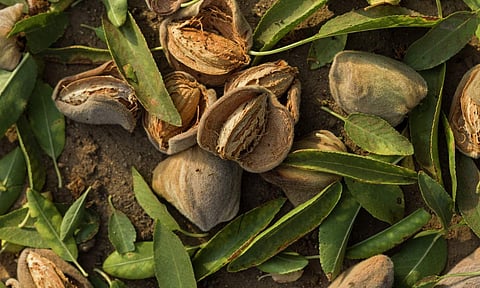 Almond hull shells on the ground
