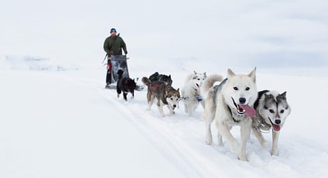 Take a virtual trip to the coldest place on Earth, where the only traffic jam is caused by polar bears