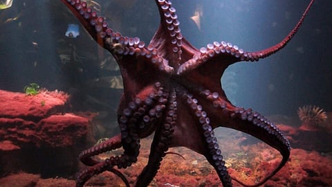 Giant Pacific octopus